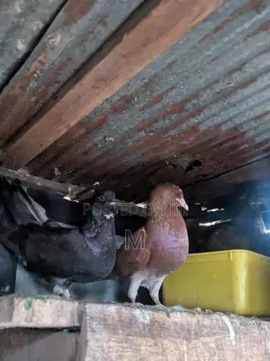 Pigeon