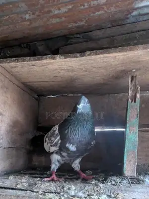 Pigeon
