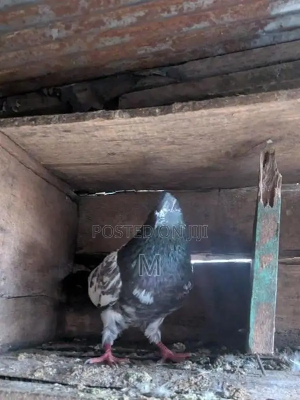 Pigeon