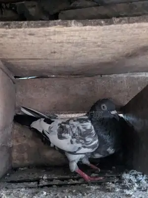 Pigeon