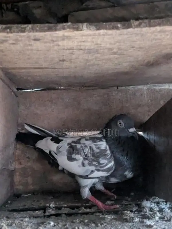 Pigeon