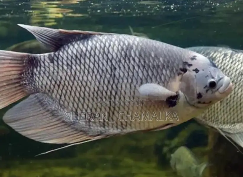 Giant Gourami
