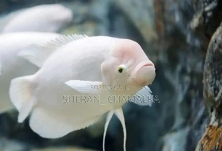 Giant Gourami