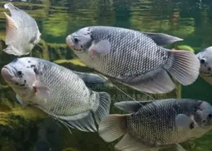 Giant Gourami
