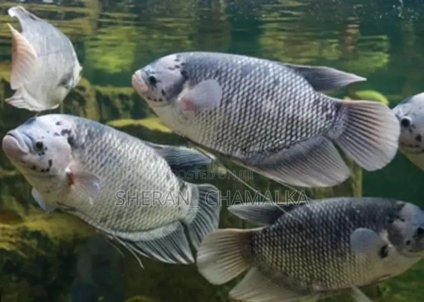 Giant Gourami