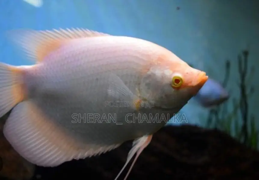 Giant Gourami