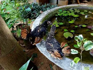 Gold Sebright Chicks