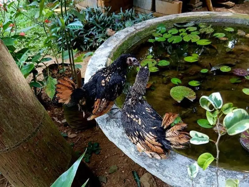 Gold Sebright Chicks