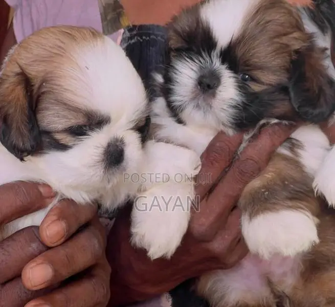 Shih Tzu Puppy