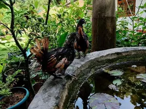 Gold Sebright Chicks