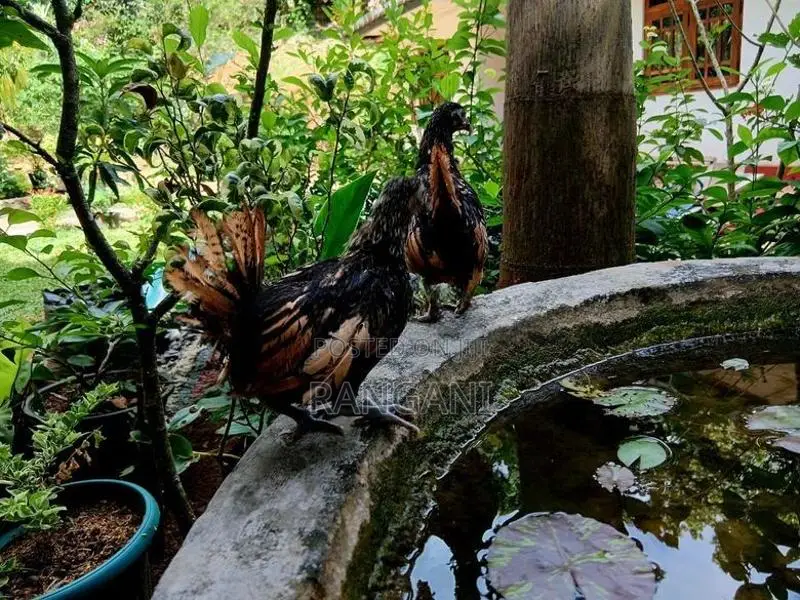 Gold Sebright Chicks
