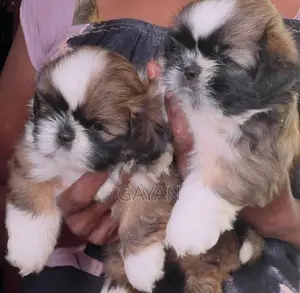 Shih Tzu Puppy
