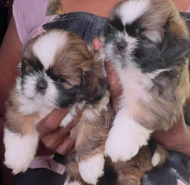 Shih Tzu Puppy