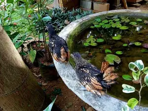 Gold Sebright Chicks