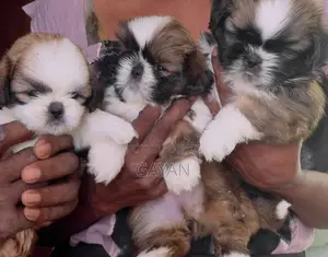 Shih Tzu Puppy