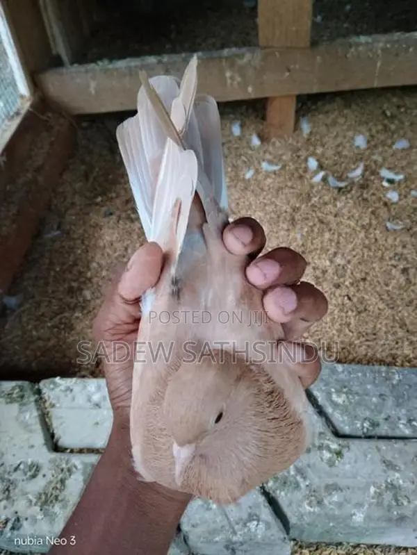 Pigeon