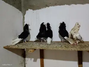 Pigeon