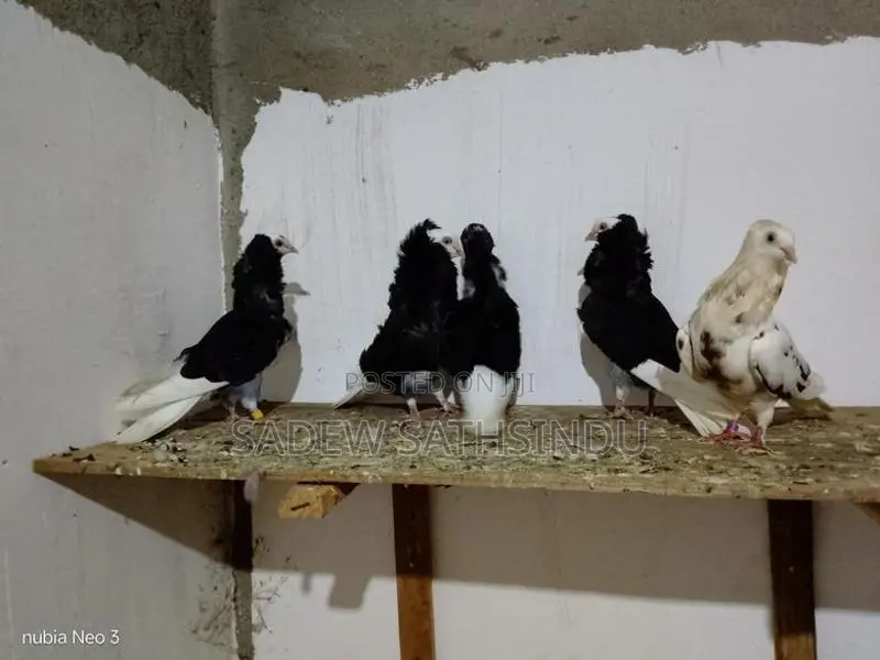 Pigeon