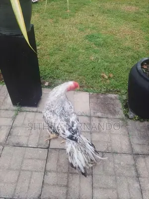 Parrot Beak Long Tail Rooster