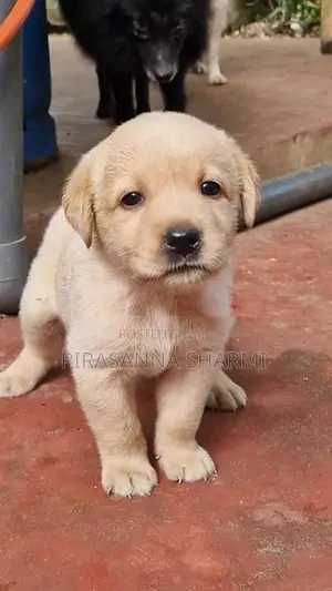 Labrador Puppies