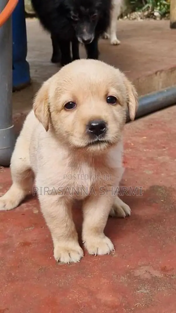 Labrador Puppies