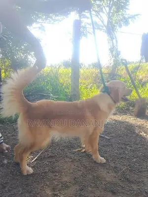 Golden Retriever Female