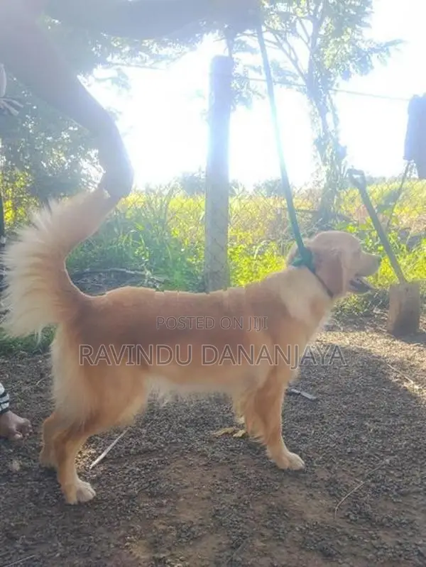 Golden Retriever Female