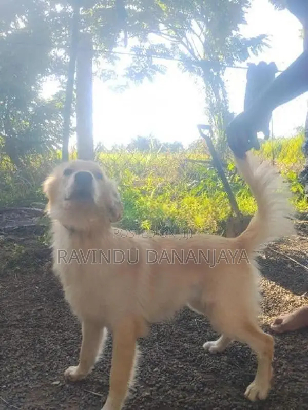 Golden Retriever Female