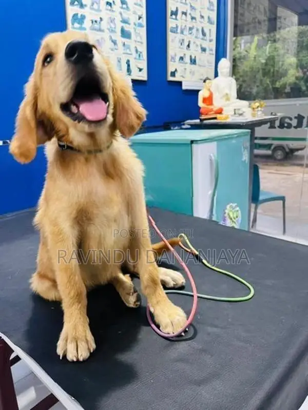 Golden Retriever