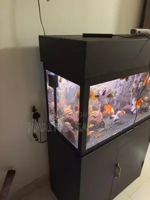 Fish Tank