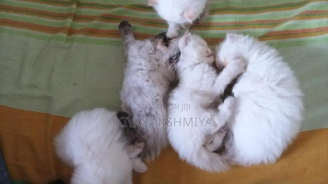Persian Kittens