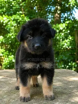German Shepherd Puppies