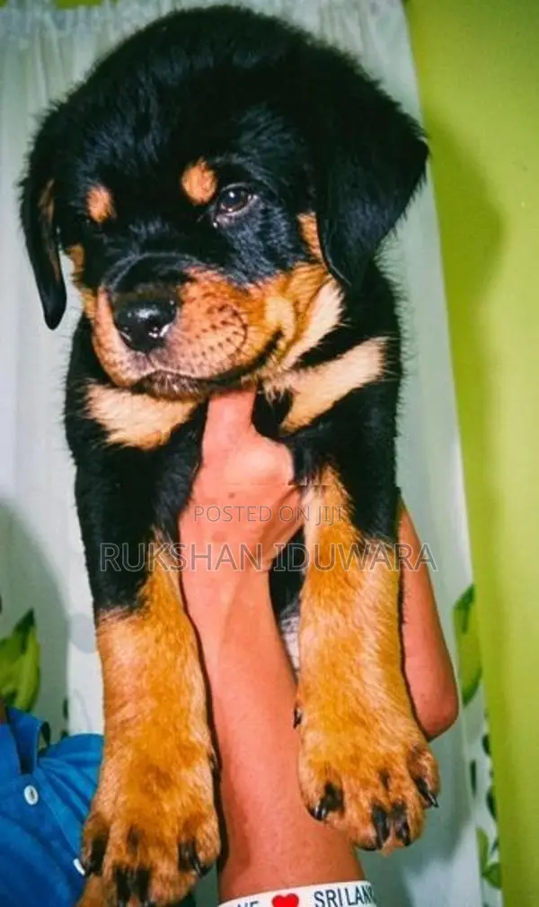 Rottweiler Puppy
