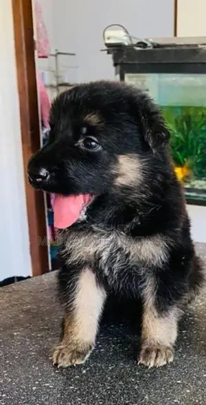 German Shepherd