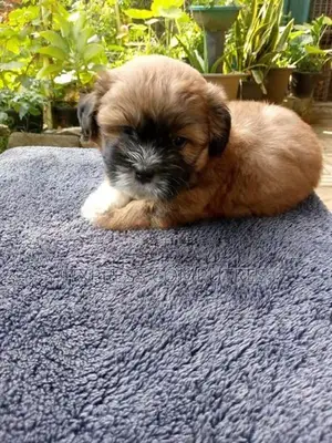 Shih Tzu Puppies