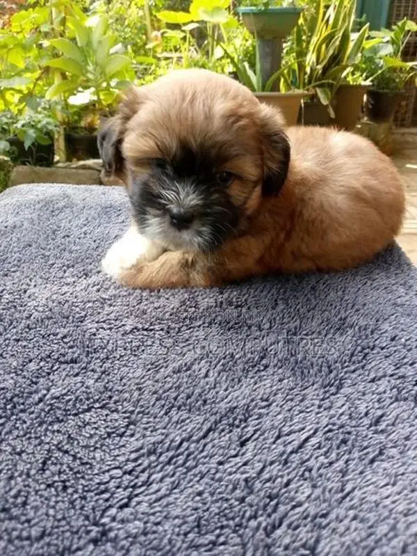 Shih Tzu Puppies