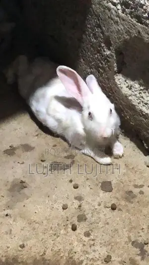 Rabbit