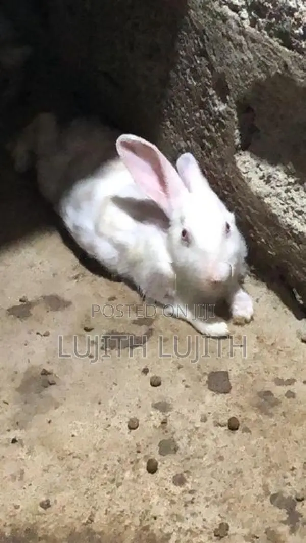 Rabbit
