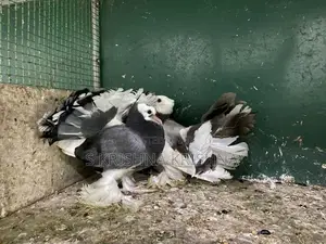 Pigeon
