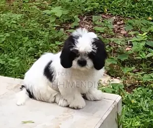 Shih Tzu Puppy