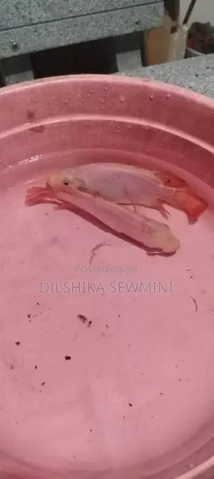 Fishes Set