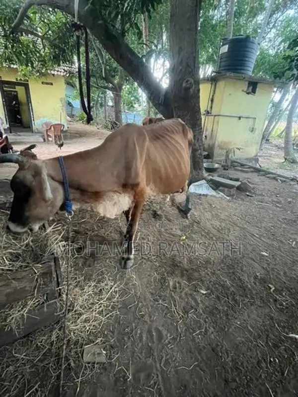 Milk Cow