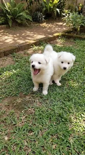 Pomeranian Puppy