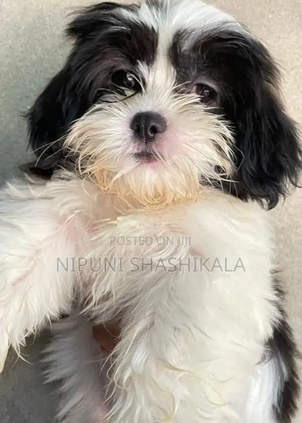 Shih Tzu Puppy