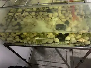 2.5 Feet Fishtank