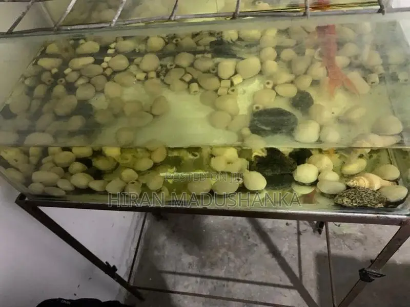 2.5 Feet Fishtank