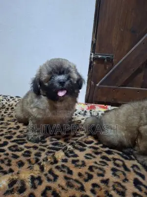 Tibetan Terrier Male Puppies