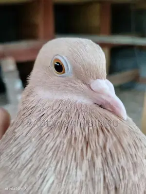 Pigeon