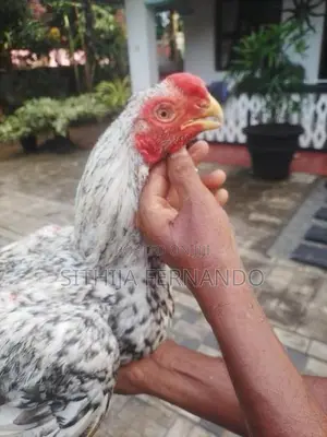 Parrot Beak Long Tail Rooster