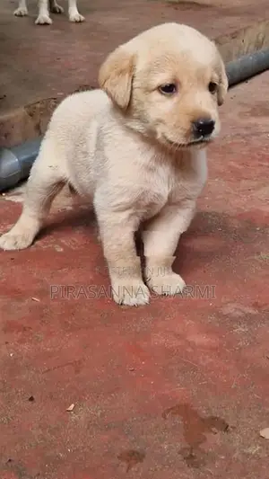 Labrador Puppies